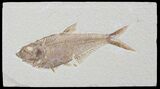 Detailed, Diplomystus Fossil Fish - Wyoming #79058-1